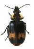 Physodera bousqueti